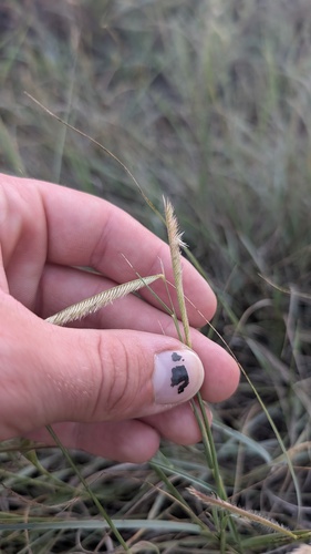 Bouteloua gracilis, photograph 2