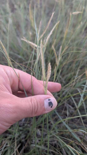 Bouteloua gracilis, photograph 4