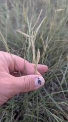 Bouteloua gracilis, photograph author not stated, no rights reserved