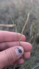 Bouteloua gracilis, photograph author not stated, no rights reserved