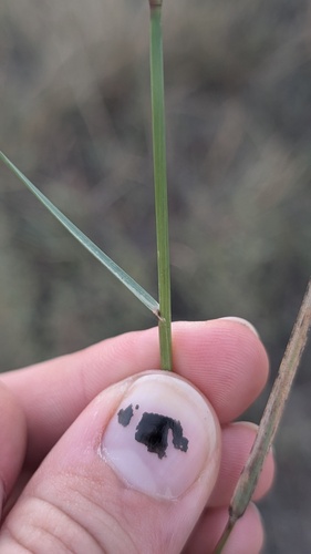 Bouteloua gracilis, photograph 6