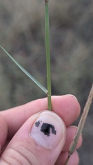 Bouteloua gracilis, photograph author not stated, no rights reserved