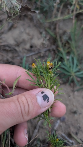 Fetid marigold