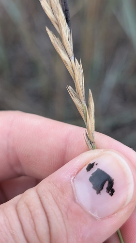 Western Wheatgrass