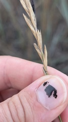 Elymus smithii