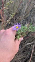 Machaeranthera tanacetifolia