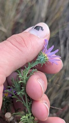 Machaeranthera tanacetifolia, photograph author not stated, no rights reserved