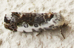 Acontia ectorrida