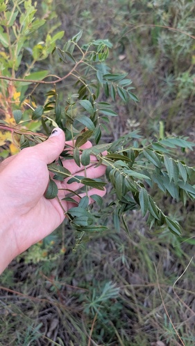 Wild Licorice