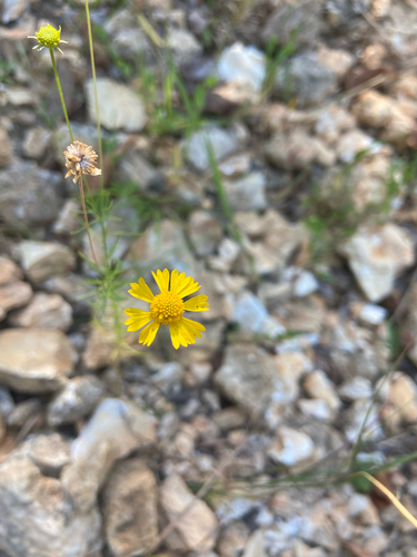 Bitterweed