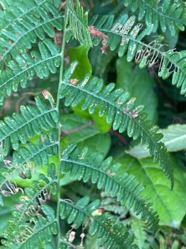 common bracken