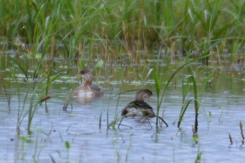 Pied-billed Grebe