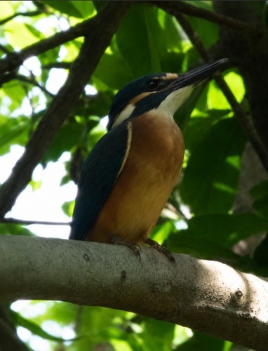 Common Kingfisher