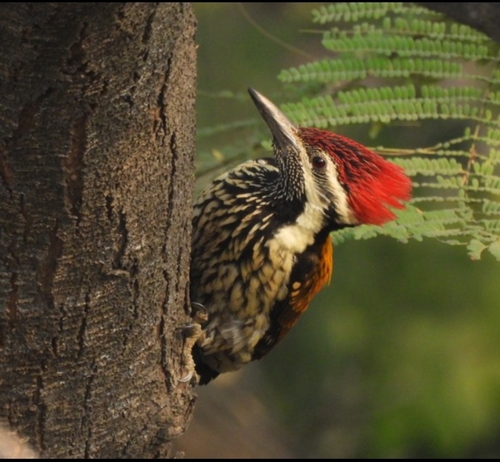 Black-rumped Flameback