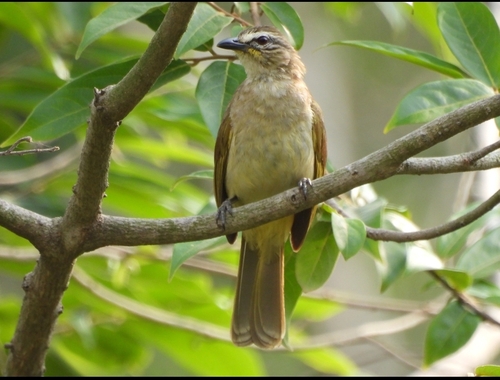 White-browed Bulbul