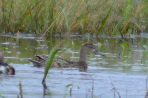 Blue-winged Teal