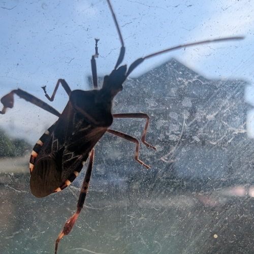 Western Conifer Seed Bug