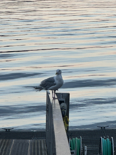Glaucous-winged Gull