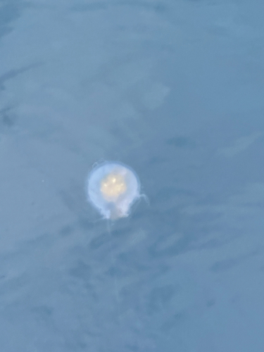 Egg-yolk Jelly