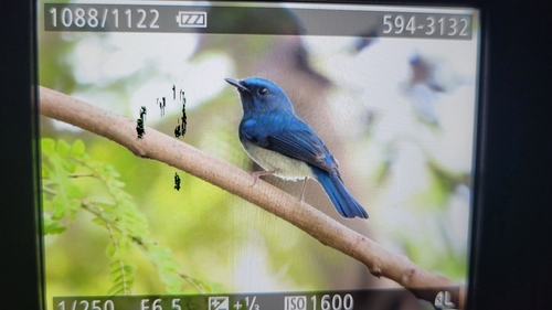 Hainan Blue Flycatcher