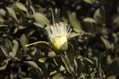 Capparis mitchellii