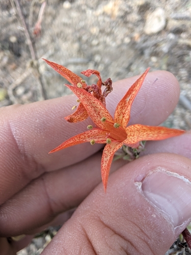 Ipomopsis aggregata, photograph 6