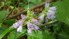 Hydrophyllum virginianum