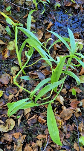 Ranunculus lingua, photograph 4