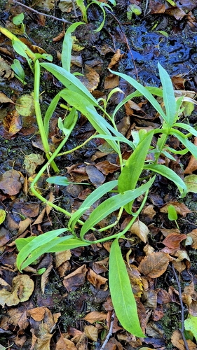 Ranunculus lingua, photograph 5