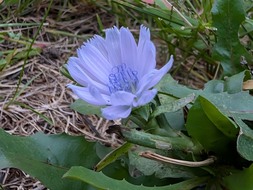 chicory