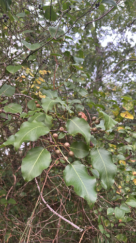 Callery pear