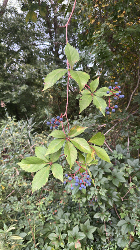 Virginia creeper