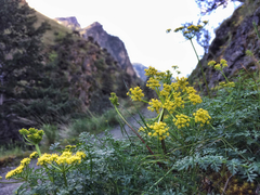 Lomatium cous