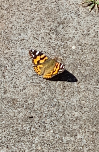 Australian Painted Lady