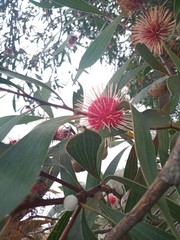 Hakea laurina
