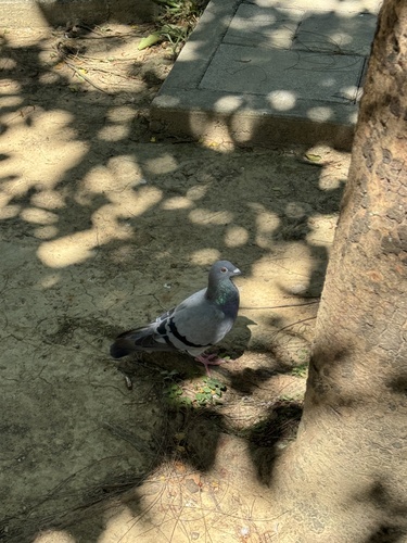 Feral Pigeon