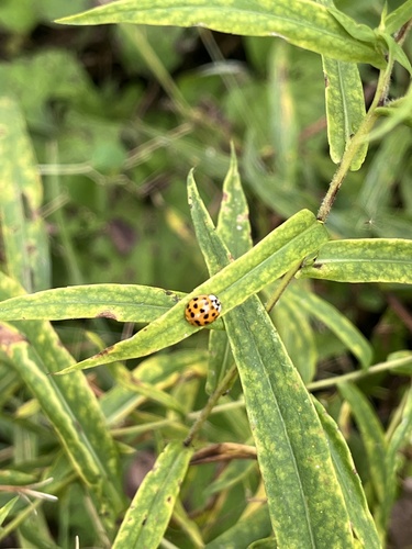 Asian Lady Beetle