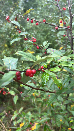 autumn olive