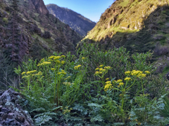 Lomatium cous