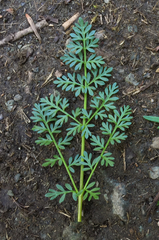 Lomatium cous