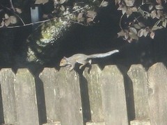 Sciurus carolinensis