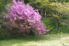 Rhododendron dilatatum dilatatum