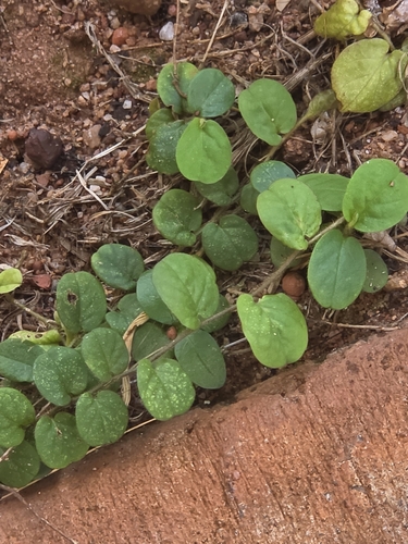 Dwarf Morning Glory