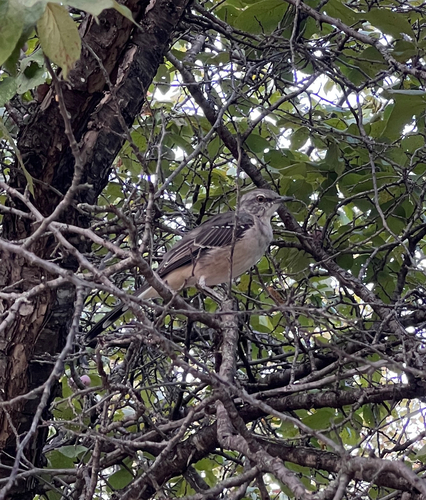Northern Mockingbird
