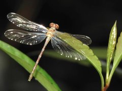 Stylogomphus