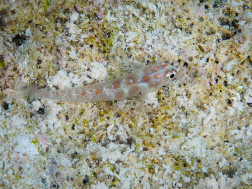 Eviota albolineata observed 2026-09-19