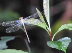 Stylogomphus