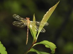 Stylogomphus