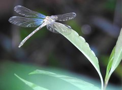 Stylogomphus