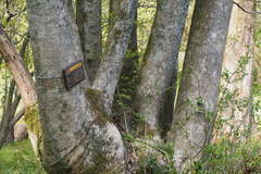 Prunus buergeriana